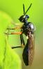 Dioctria longicornis